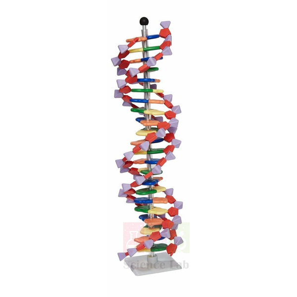 Mini DNA 22 layer base pair Molecular Model
